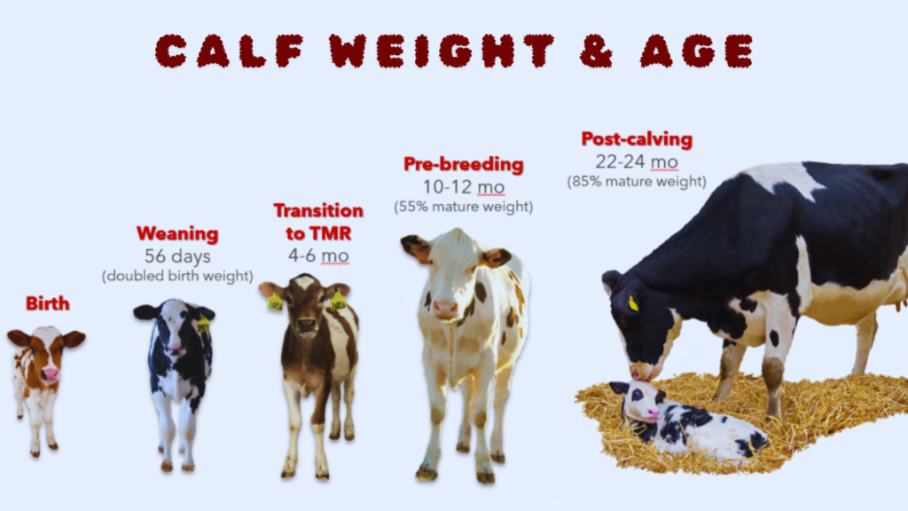 how to calculate calve weight